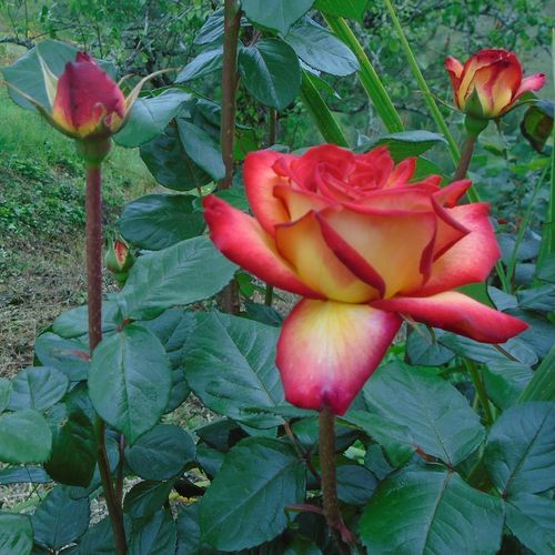 Közepesen illatos rózsa - Rózsa - Sárga - Piros - Online rózsa vásárlás